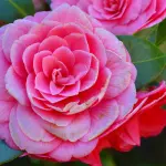 La Camelia, Significato e Simbologia