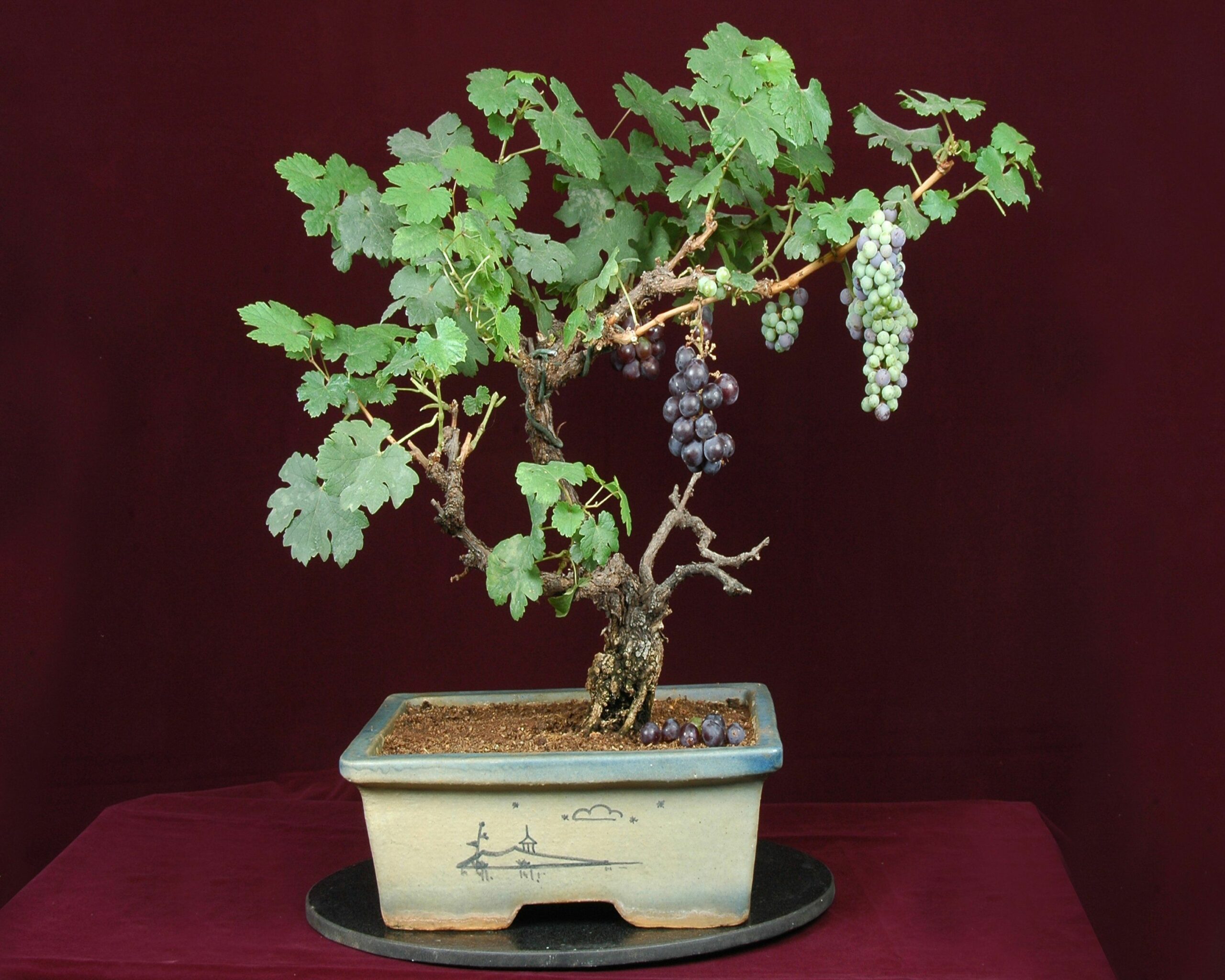 Bonsai di Vite, cosa sapere e come fare