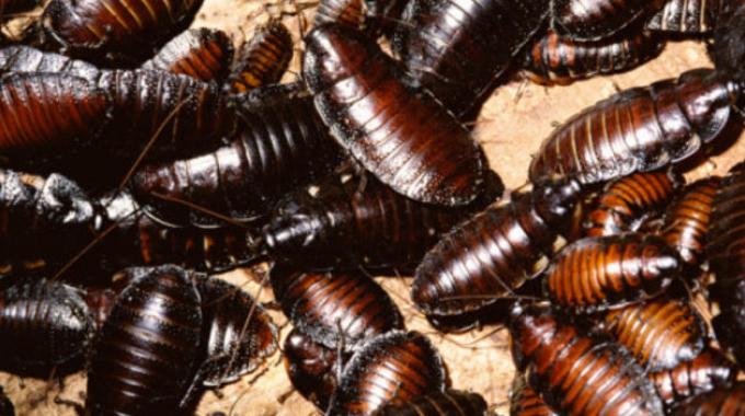 Come eliminare blatte e scarafaggi