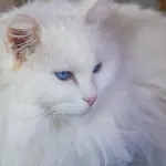 Cosa Significa Sognare gatti bianchi?