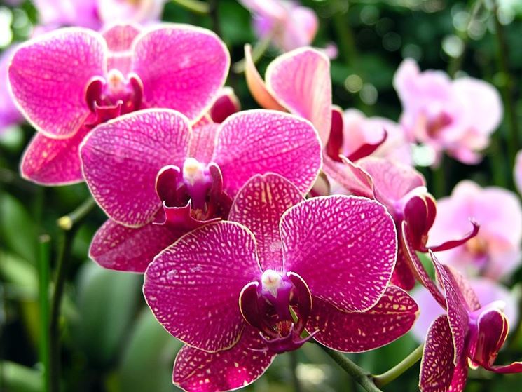 Significato dell'Orchidea nel linguaggio dei fiori