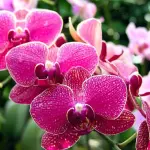 Significato dell'Orchidea nel linguaggio dei fiori