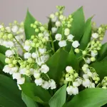 Mughetti: i fiori porta fortuna